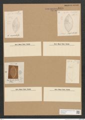 Diatomeae indet. Zeichnungen Sammlung Grunow Nr. 2478 (NHMW-BOT-W0369658)